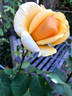 Lucille Ball rose photo