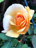 Lucille Ball rose photo
