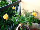 Arlequin ® rose photo