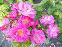 Global Water rose photo