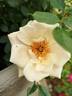 Dolomitica rose photo