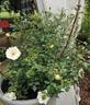 Dolomitica rose photo