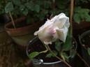 Madame Louis Lens rose photo