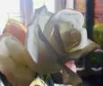 Madame Louis Lens rose photo