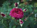 Fosca rose photo