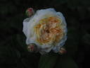 Gesualdo da Venosa rose photo