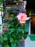 Pierre Tchernia rose photo