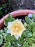BESOUL13-1 rose photo