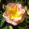 Scented Garden rose photo