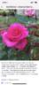American Maid rose photo