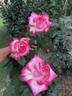 Vibrant Vonnie rose photo