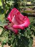 Vibrant Vonnie rose photo