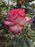 Vibrant Vonnie rose photo