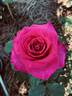 American Maid rose photo