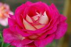 Red Picadilly rose photo