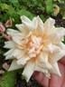 Alupka rose photo