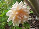 Alupka rose photo