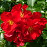 Red Diamonds rose photo