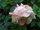 William R. Smith rose photo