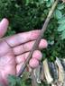 RglaLac rose photo