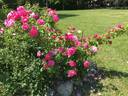 Malaguena rose photo