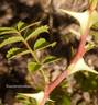 <i>Rosa korschinskiana</i> Boul. rose photo