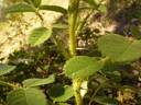 <i>Rosa korschinskiana</i> Boul. rose photo