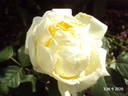 Madame Didier Le Prado rose photo