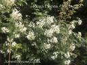 <i>Rosa filipes</i> 'Kiftsgate' rose photo