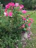 Malaguena rose photo