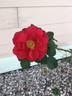 Mrs. Anthony Waterer rose photo