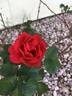 Mrs. Anthony Waterer rose photo
