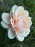 Madame Hector Leuillot rose photo