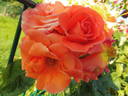 Newsflash rose photo