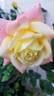 Bella Roma ™ rose photo