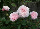 Our Beth rose photo
