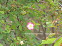 <i>Rosa gymnocarpa</i> Nutt. rose photo