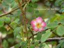 <i>Rosa gymnocarpa</i> Nutt. rose photo