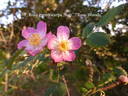 <i>Rosa gymnocarpa</i> Nutt. rose photo