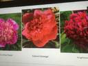 Colonel Heneage peony photo