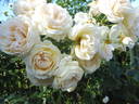 Mon Jardin et Ma Maison rose photo
