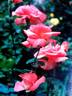 Don Bosco rose photo