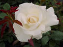 June Bride rose photo