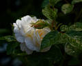 White Gold rose photo