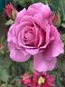Vanamali rose photo