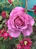 Vanamali rose photo