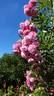 Mosel rose photo