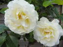 White Meilove rose photo