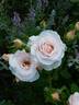 ΣN4b rose photo