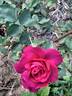 Great News rose photo